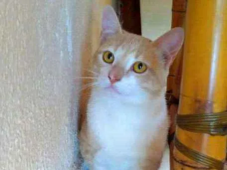 Gato ra a SEM RAÇA idade 1 ano nome ALEMÃO
