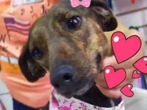 Cachorro raça Srd idade 1 ano nome Tigresa