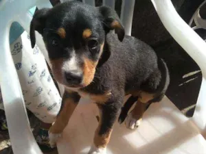 Cachorro raça Vira lata idade 2 a 6 meses nome Estão sem nome 