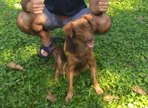 Cachorro ra a indefinida idade 3 anos nome Tito