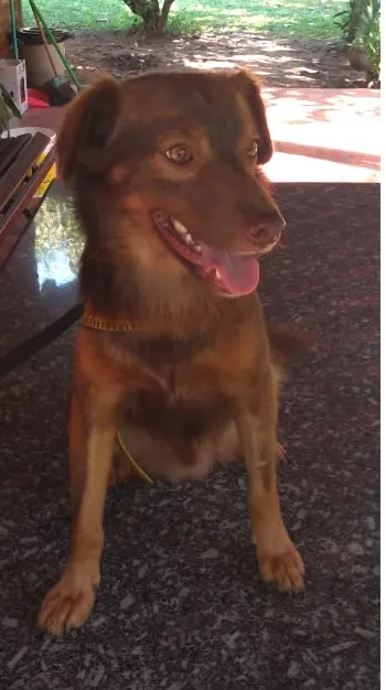 Cachorro ra a indefinida idade 3 anos nome Tito