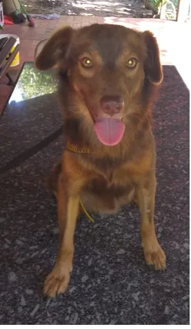 Cachorro ra a indefinida idade 3 anos nome Tito