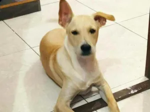 Cachorro raça srd idade 2 a 6 meses nome Petter