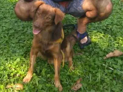 Cachorro ra a indefinida idade 3 anos nome Tito