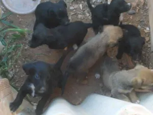 Cachorro raça Indefinida idade Abaixo de 2 meses nome Vários