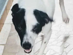 Cachorro raça SRD idade 1 ano nome Manchinha