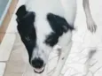 Manchinha