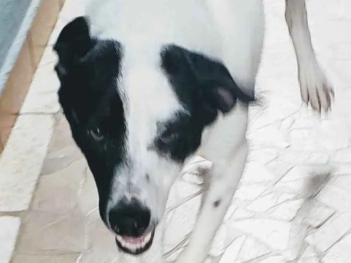 Cachorro ra a SRD idade 1 ano nome Manchinha