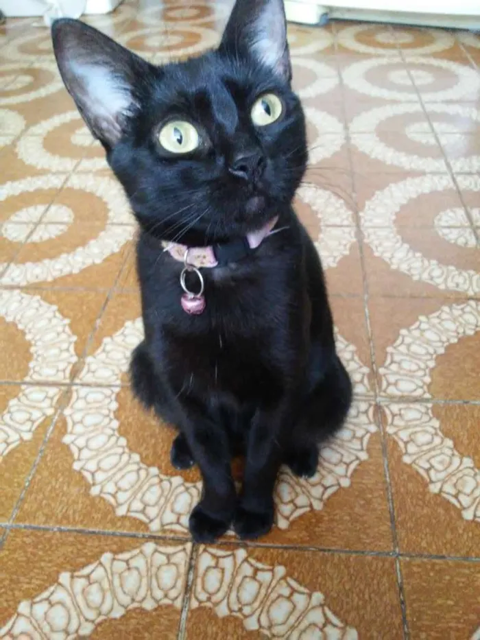 Gato ra a  idade 3 anos nome Juju