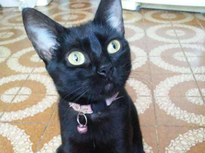 Gato ra a  idade 3 anos nome Juju