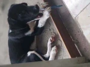 Cachorro raça Srd idade 2 a 6 meses nome Mary Jane