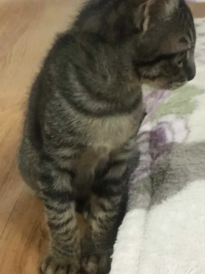Gato ra a Desconhecida idade 2 a 6 meses nome Não tem 