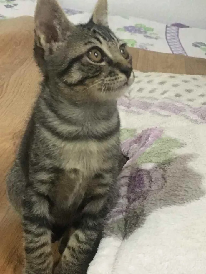 Gato ra a Desconhecida idade 2 a 6 meses nome Não tem 