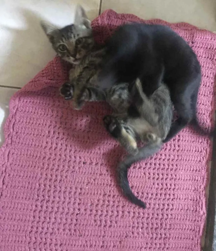 Gato ra a Desconhecida idade 2 a 6 meses nome Não tem 
