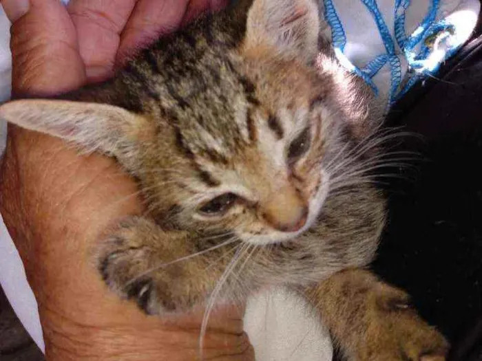 Gato ra a SRD  idade Abaixo de 2 meses nome Sem nome