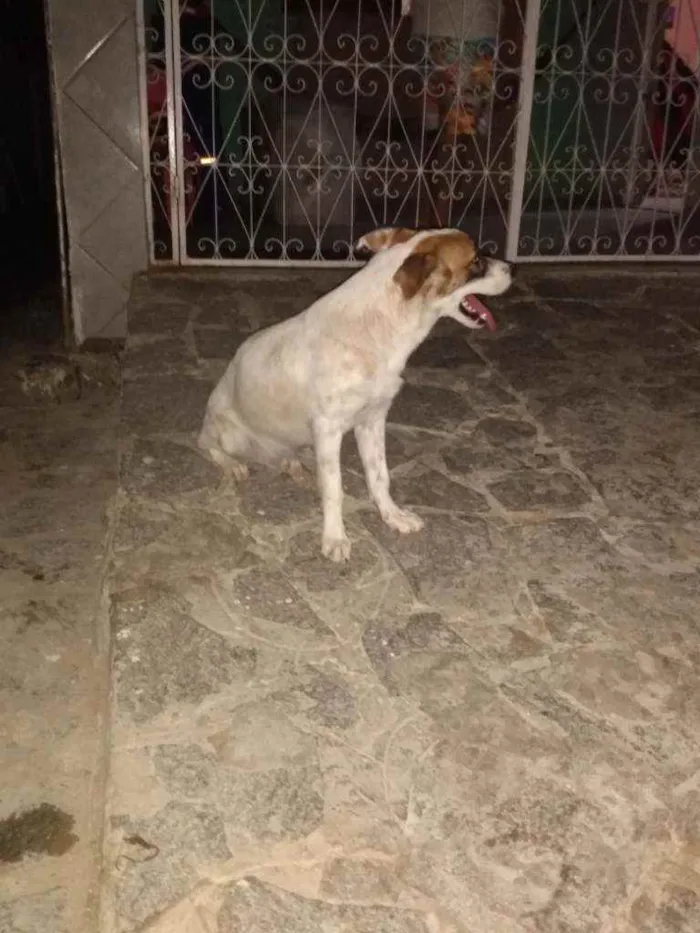 Cachorro raça Viralata idade 7 a 11 meses nome Meg