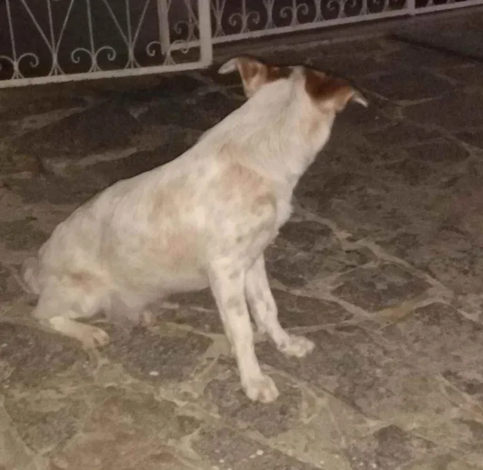 Cachorro raça Viralata idade 7 a 11 meses nome Meg