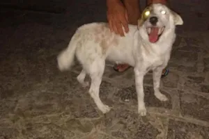 Cachorro raça Viralata idade 7 a 11 meses nome Meg