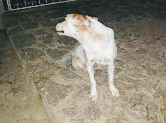 Cachorro raça Viralata idade 7 a 11 meses nome Meg