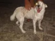 Meg