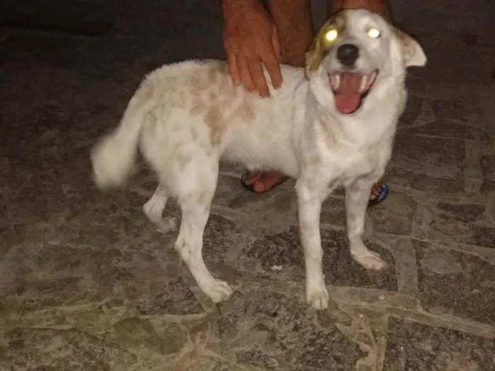 Cachorro raça Viralata idade 7 a 11 meses nome Meg