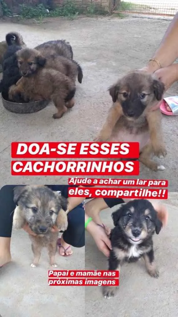 Cachorro ra a Viralata  idade 2 a 6 meses nome Não demos ainda 