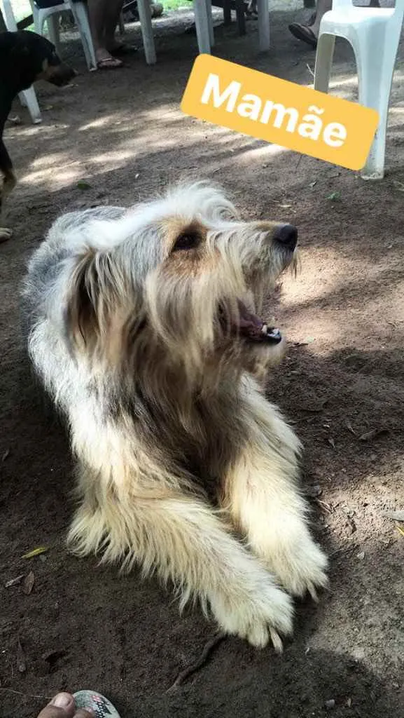 Cachorro ra a Viralata  idade 2 a 6 meses nome Não demos ainda 