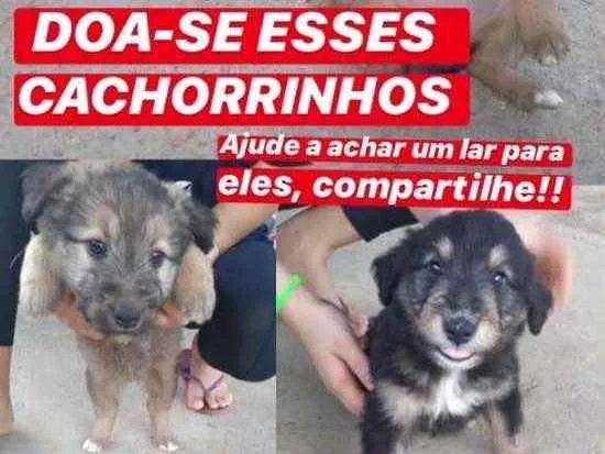 Cachorro ra a Viralata  idade 2 a 6 meses nome Não demos ainda 