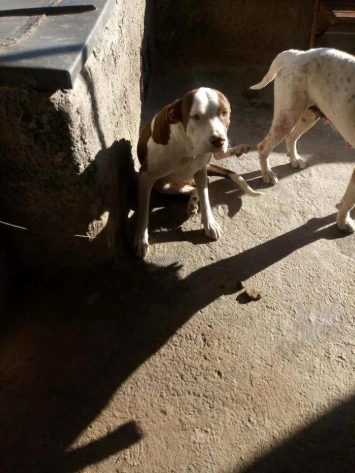 Cachorro ra a Pitbul idade 1 ano nome Luna