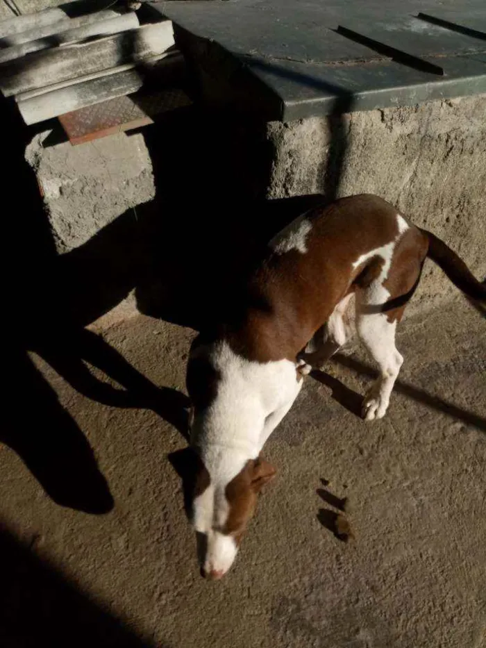 Cachorro ra a Pitbul idade 1 ano nome Luna