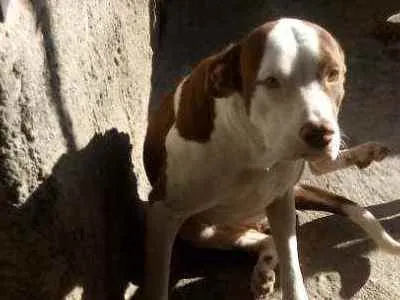 Cachorro ra a Pitbul idade 1 ano nome Luna