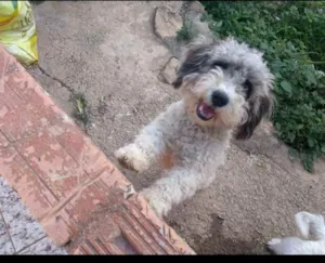 Cachorro raça Poodoo idade 3 anos nome Joli