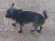 Cachorro ra a Work com vira lata idade 5 anos nome Tata