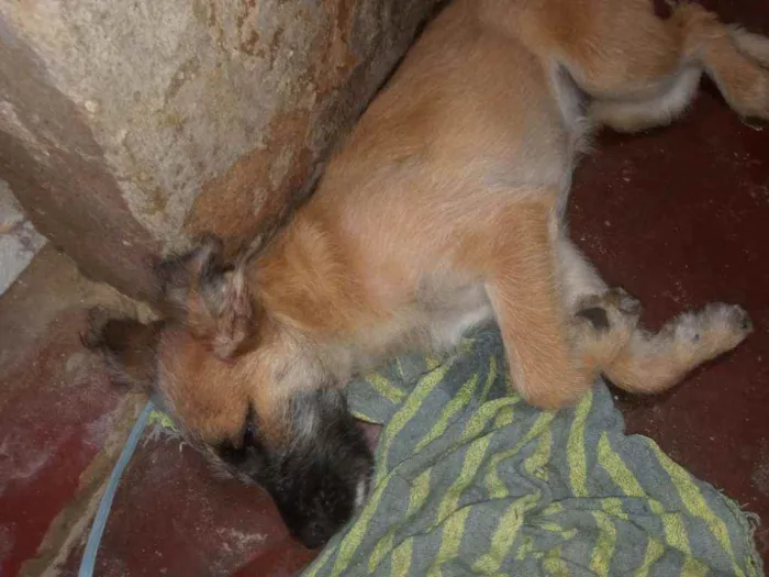 Cachorro raça Vira-lata idade 2 a 6 meses nome Belinha