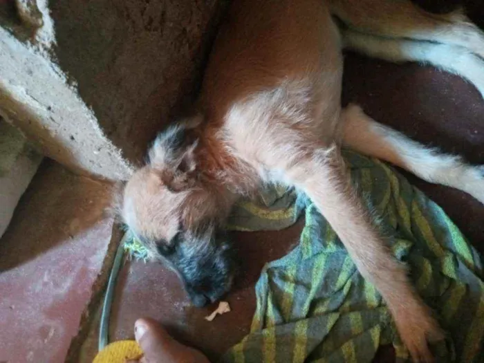 Cachorro raça Vira-lata idade 2 a 6 meses nome Belinha