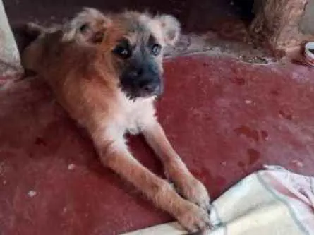 Cachorro raça Vira-lata idade 2 a 6 meses nome Belinha