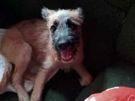 Cachorro raça Vira-lata idade 2 a 6 meses nome Belinha