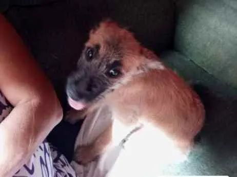 Cachorro raça Vira-lata idade 2 a 6 meses nome Belinha