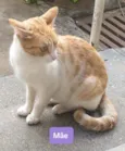 Mel