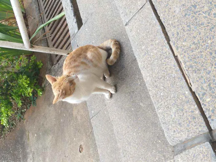 Gato ra a SRD idade 2 a 6 meses nome Mel
