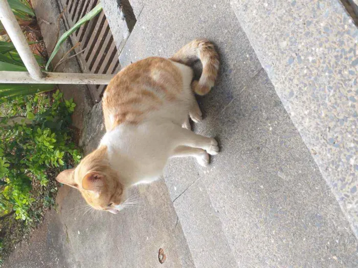 Gato ra a SRD idade 2 a 6 meses nome Mel