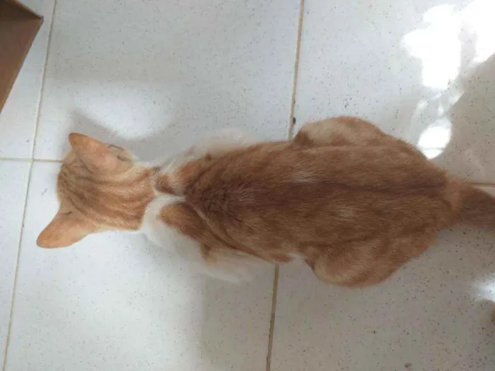 Gato ra a SRD idade 2 a 6 meses nome Mel