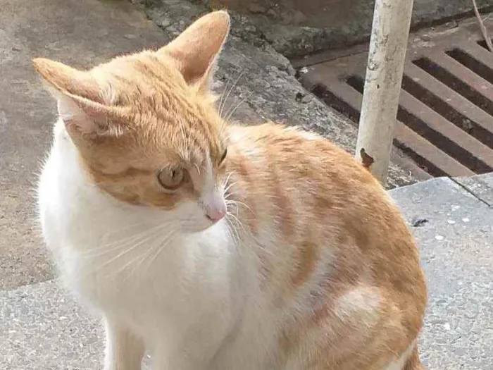 Gato ra a SRD idade 2 a 6 meses nome Mel