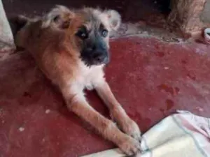 Cachorro raça Vira-lata idade 2 a 6 meses nome Belinha