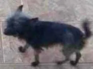 Cachorro ra a Work com vira lata idade 5 anos nome Tata