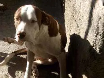 Cachorro ra a Pitbul idade 1 ano nome Luna