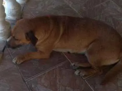 Cachorro ra a Vira lata  idade 4 anos nome Chaquira