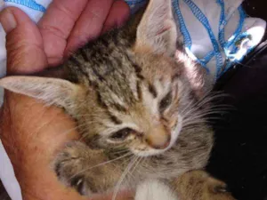 Gato raça SRD  idade Abaixo de 2 meses nome Sem nome
