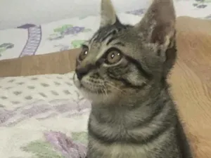 Gato raça Desconhecida idade 2 a 6 meses nome Não tem 