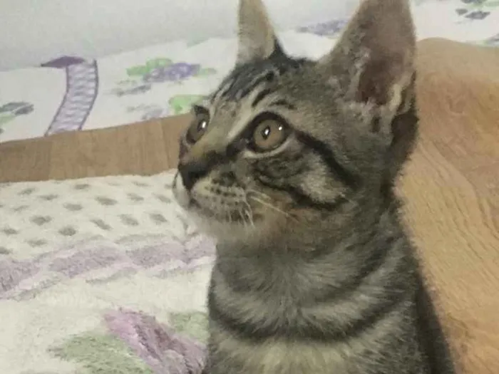Gato ra a Desconhecida idade 2 a 6 meses nome Não tem 